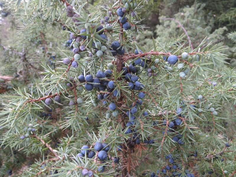 dscn8979.jpg